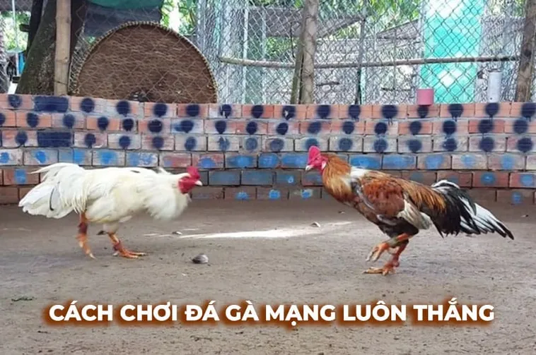 Bí Quyết Cách Chơi Đá Gà Sabong Tại Bet69 Dành Cho Người Mới Tham Gia 2 Bí Quyết Cách Chơi Đá Gà Sabong Tại Bet69 Dành Cho Người Mới Tham Gia