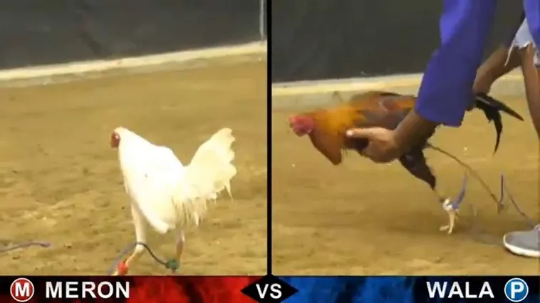 Bí Quyết Cách Chơi Đá Gà Sabong Tại Bet69 Dành Cho Người Mới Tham Gia 1 Bí Quyết Cách Chơi Đá Gà Sabong Tại Bet69 Dành Cho Người Mới Tham Gia